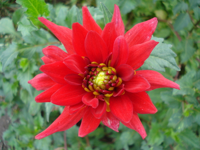 Dahlia Red Pygmy (2009, September 11) - Dahlia Red Pygmy