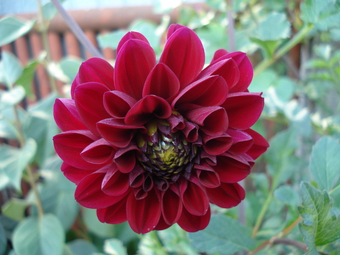 Dahlia Tam Tam (2009, August 21)