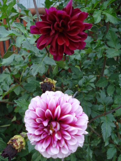 Dahlia Tam Tam (2009, September 11) - Dahlia Tam Tam