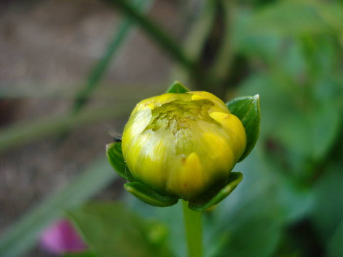 Dahlia Topmix Yellow (2009, June 05)