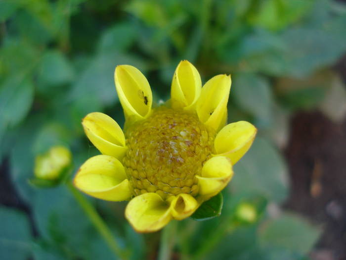 Dahlia Topmix Yellow (2009, June 09) - Dahlia Topmix Yellow