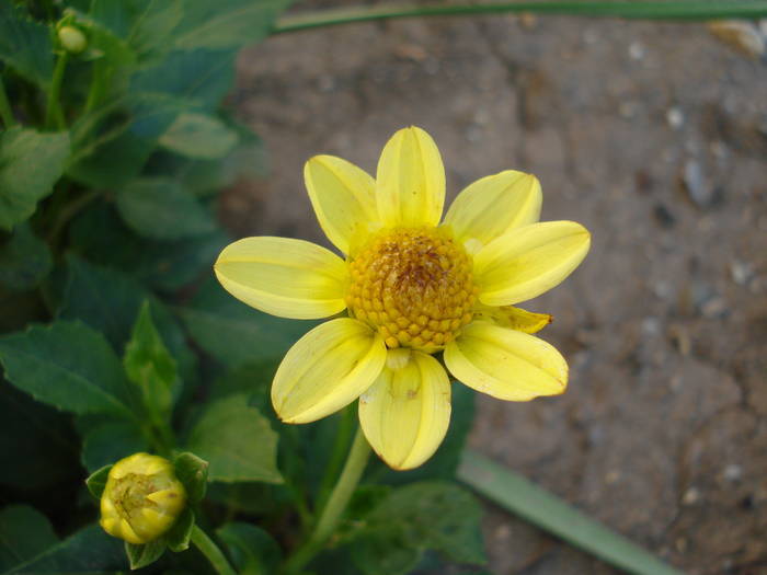 Dahlia Topmix Yellow (2009, June 10) - Dahlia Topmix Yellow