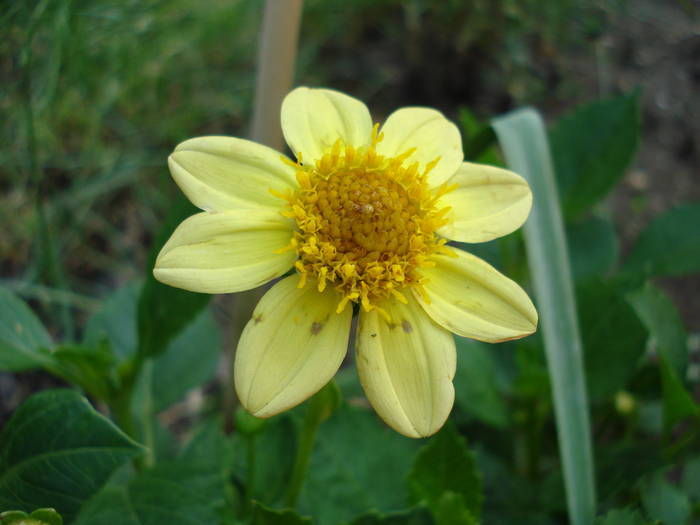 Dahlia Topmix Yellow (2009, June 18)