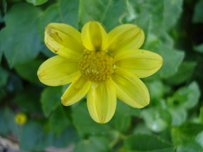 Dahlia Topmix Yellow (2009, August 25) - Dahlia Topmix Yellow