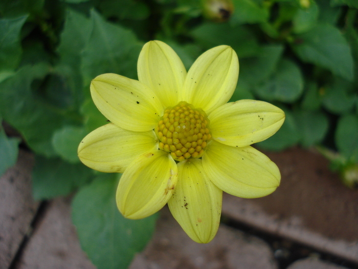 Dahlia Topmix Yellow (2009, October 25) - Dahlia Topmix Yellow