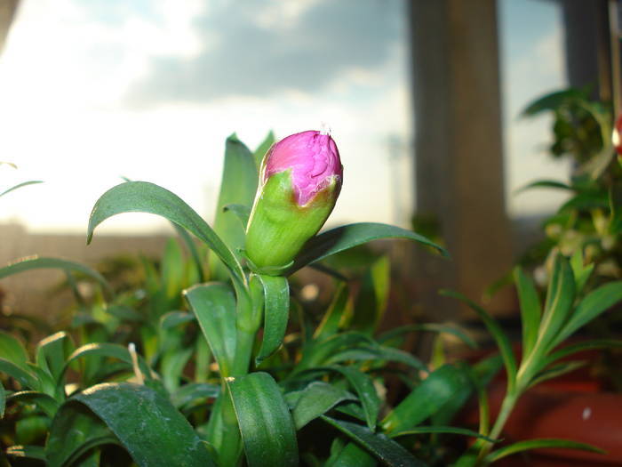 Dianthus x Allwoodii (2009, March 27) - Dianthus x Allwoodii