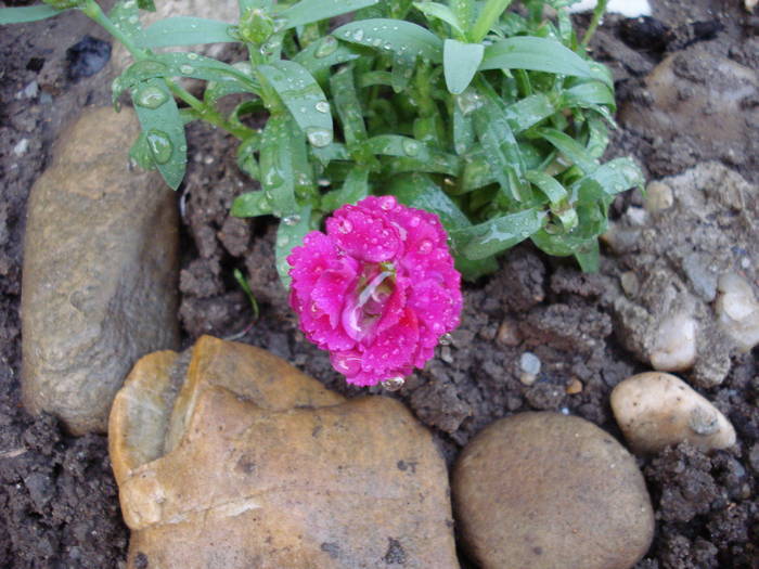 Dianthus x Allwoodii (2009, April 01)