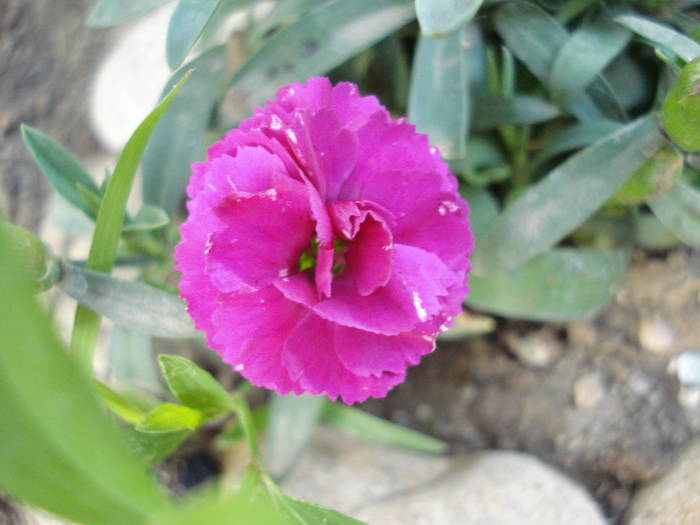 Dianthus x Allwoodii (2009, May 14) - Dianthus x Allwoodii