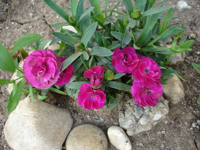 Dianthus x Allwoodii (2009, May 19) - Dianthus x Allwoodii