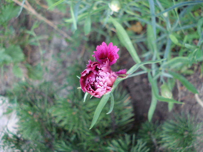 Dianthus Chabaud (2009, July 31) - Dianthus Chabaud