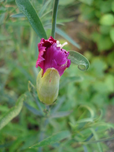 Dianthus Chabaud (2009, August 04) - Dianthus Chabaud