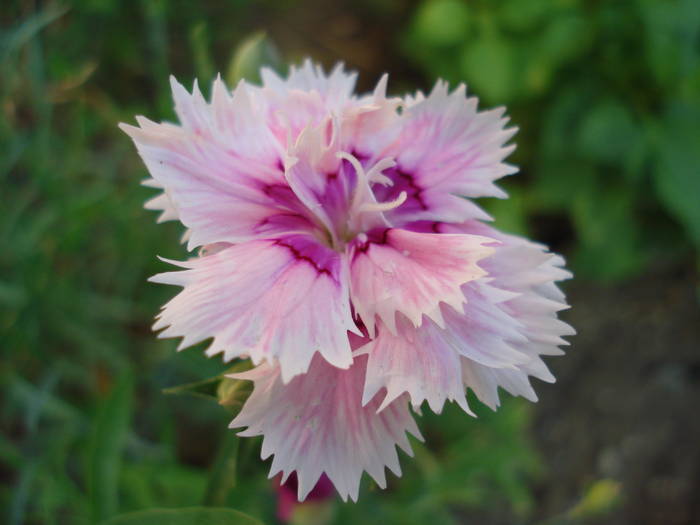 Dianthus Chabaud (2009, August 04) - Dianthus Chabaud