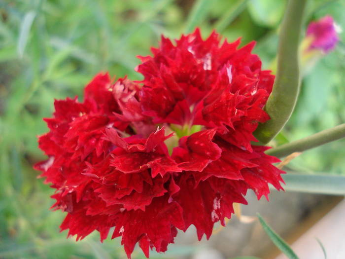 Dianthus Chabaud (2009, August 04) - Dianthus Chabaud