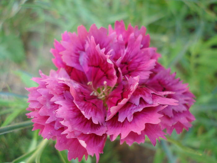 Dianthus Chabaud (2009, August 04) - Dianthus Chabaud