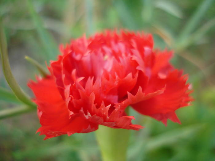 Dianthus Chabaud (2009, August 04) - Dianthus Chabaud