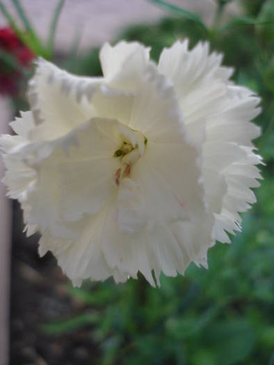 Dianthus Chabaud (2009, August 09) - Dianthus Chabaud
