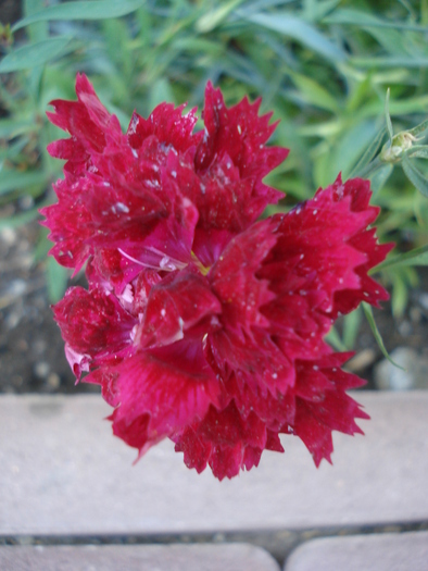 Dianthus Chabaud (2009, August 11) - Dianthus Chabaud