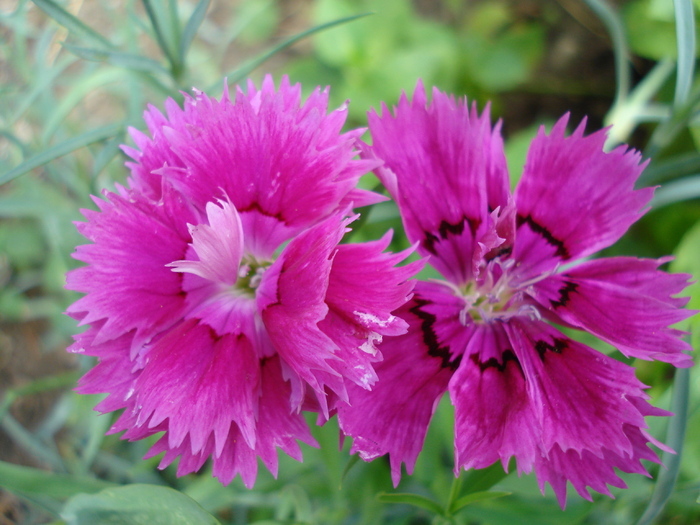 Dianthus Chabaud (2009, August 12) - Dianthus Chabaud