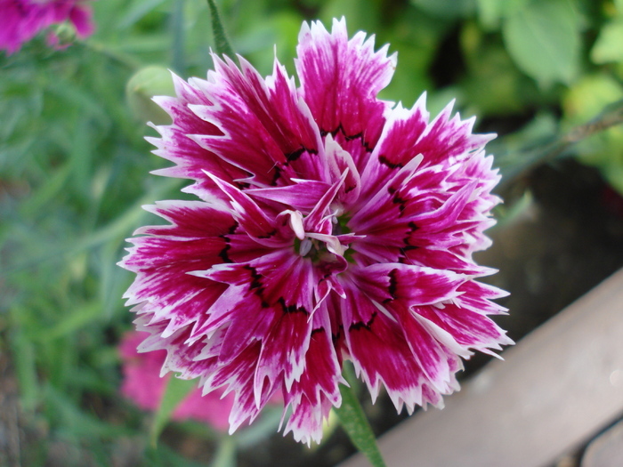 Dianthus Chabaud (2009, August 12) - Dianthus Chabaud