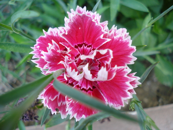 Dianthus Chabaud (2009, August 20) - Dianthus Chabaud