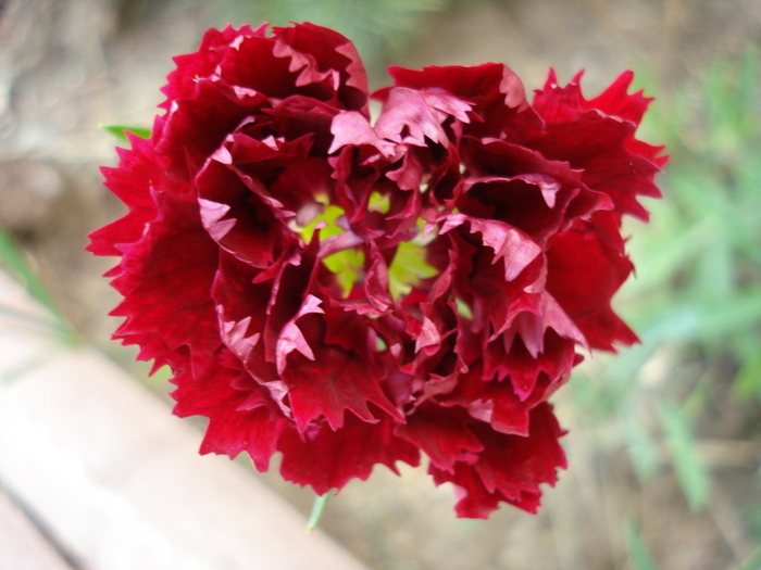 Dianthus Chabaud (2009, August 20) - Dianthus Chabaud