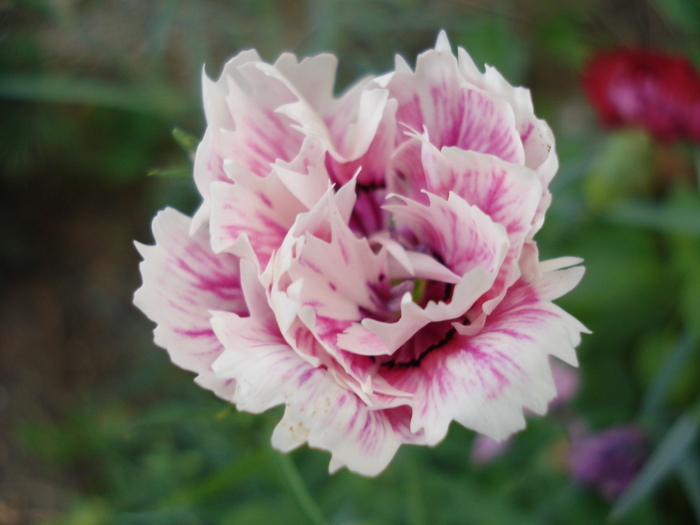 Dianthus Chabaud (2009, August 20) - Dianthus Chabaud