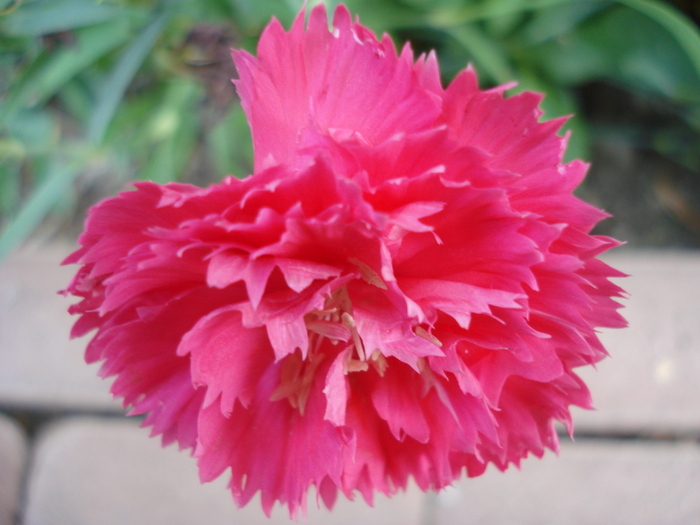 Dianthus Chabaud (2009, August 20) - Dianthus Chabaud