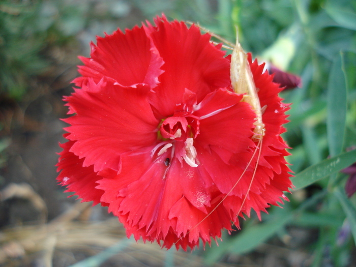Dianthus Chabaud (2009, August 29) - Dianthus Chabaud