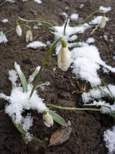 Snowdrops (2010, March 17) - GHIOCEI_Galanthus nivalis