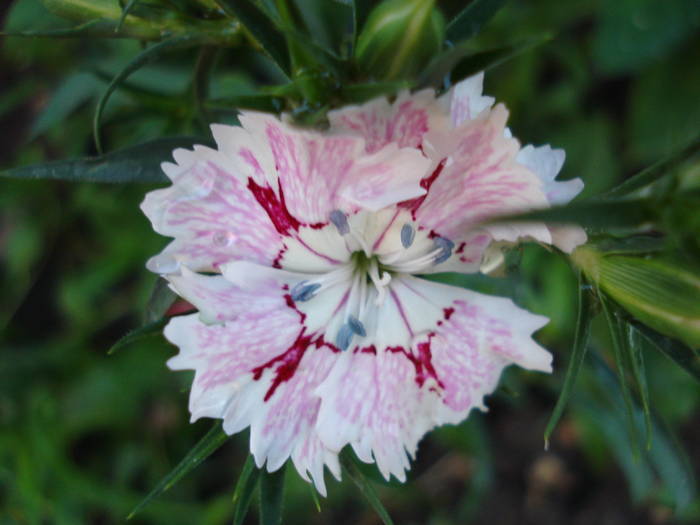 Dianthus_China Pinks (2009, June 21) - Dianthus Chinensis