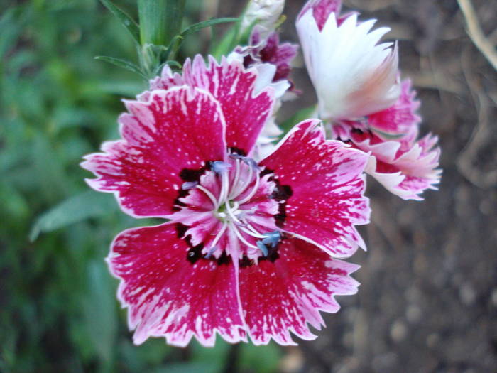 Dianthus_China Pinks (2009, June 21) - Dianthus Chinensis