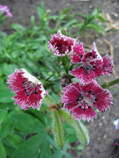 Dianthus_China Pinks (2009, June 23)