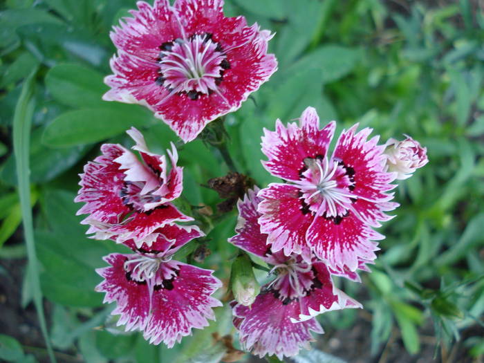 Dianthus_China Pinks (2009, June 25)