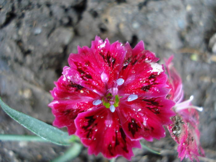 Dianthus_China Pinks (2009, June 25) - Dianthus Chinensis