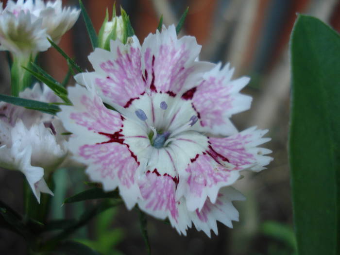 Dianthus chinensis (2009, June 25) - Dianthus Chinensis