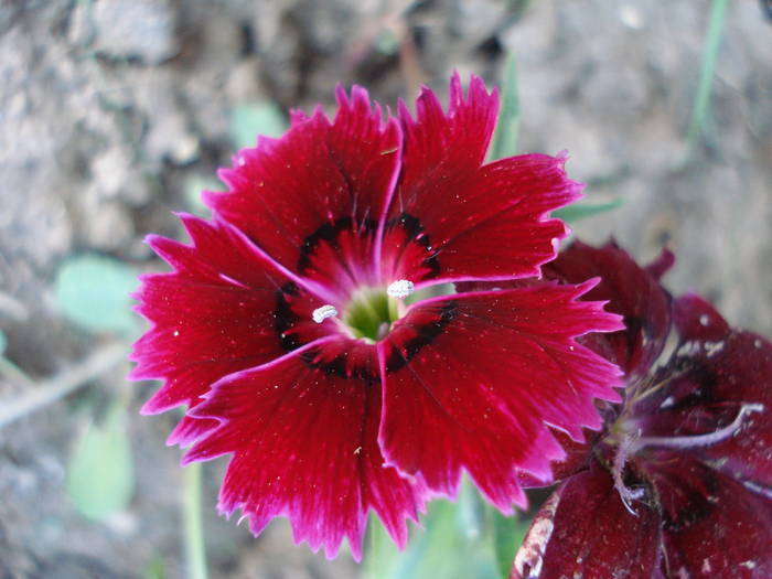 Dianthus chinensis (2009, July 08) - Dianthus Chinensis