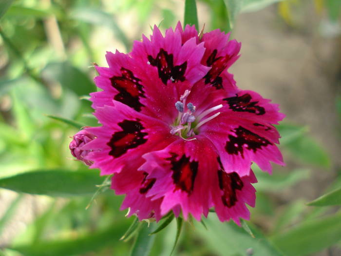 Dianthus chinensis (2009, July 09) - Dianthus Chinensis