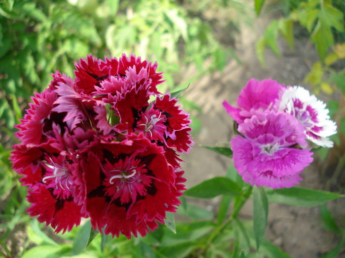 Dianthus chinensis (2009, July 09)