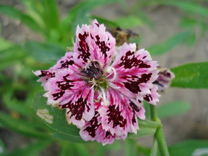 Dianthus chinensis (2009, July 09) - Dianthus Chinensis