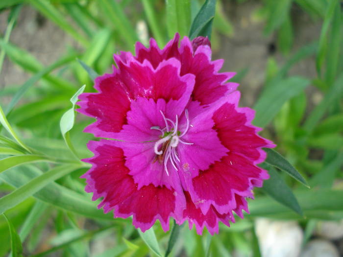 Dianthus chinensis (2009, July 09)