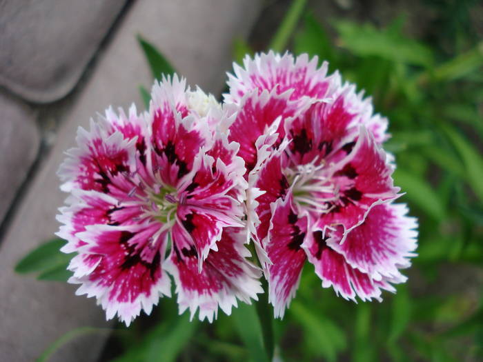 Dianthus chinensis (2009, July 09) - Dianthus Chinensis