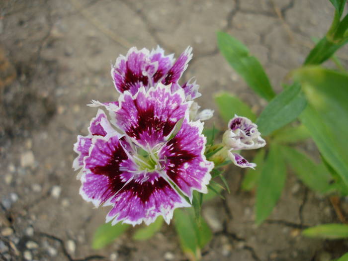 Dianthus chinensis (2009, July 09) - Dianthus Chinensis