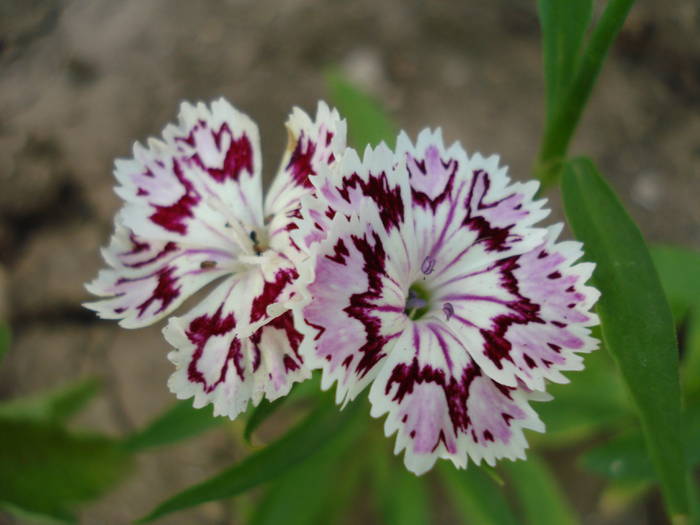 Dianthus chinensis (2009, July 09) - Dianthus Chinensis