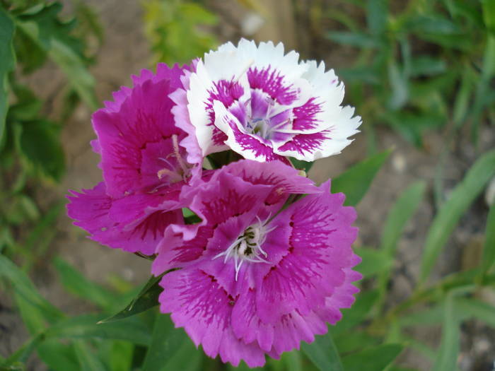 Dianthus chinensis (2009, July 09)