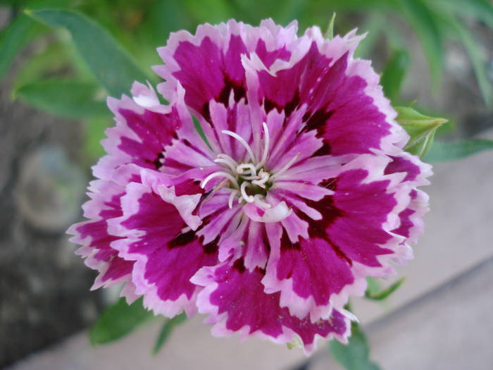 Dianthus chinensis (2009, July 09) - Dianthus Chinensis