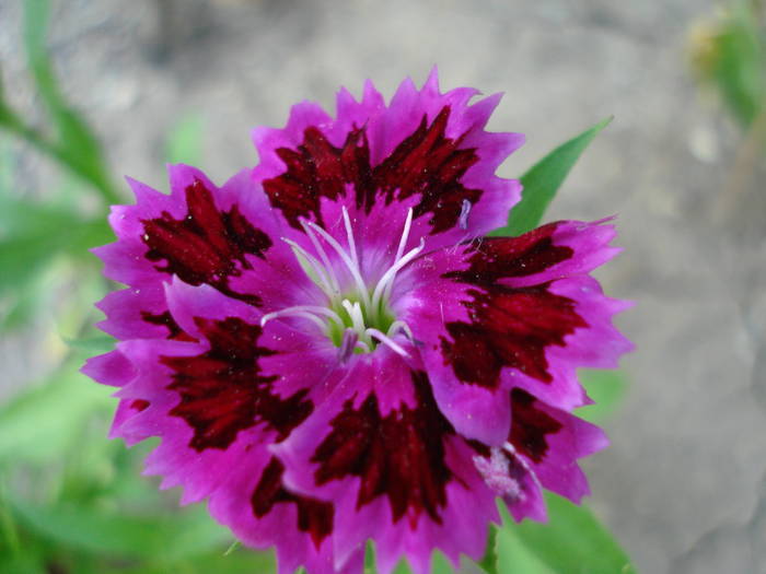 Dianthus chinensis (2009, July 09)