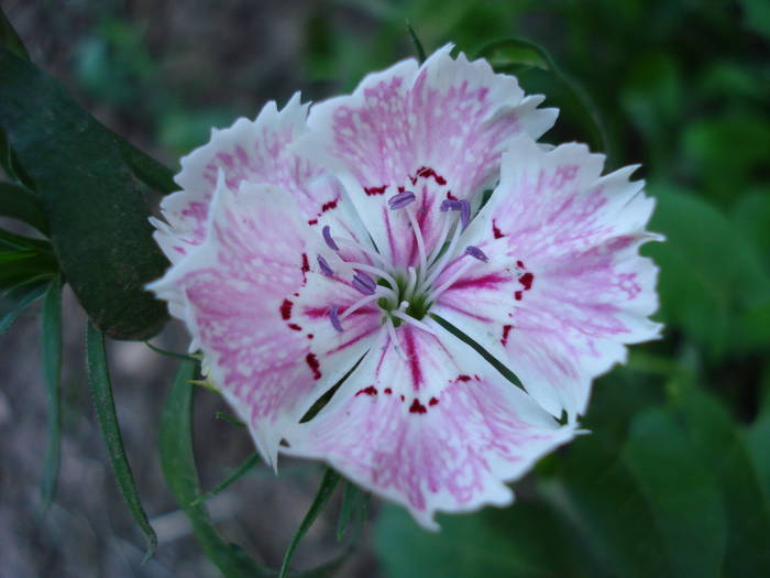 Dianthus chinensis (2009, July 09)