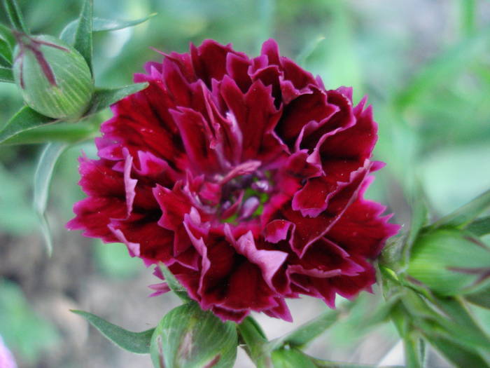 Dianthus chinensis (2009, July 09) - Dianthus Chinensis