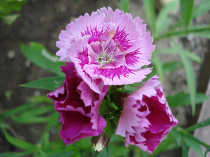 Dianthus chinensis (2009, July 10) - Dianthus Chinensis