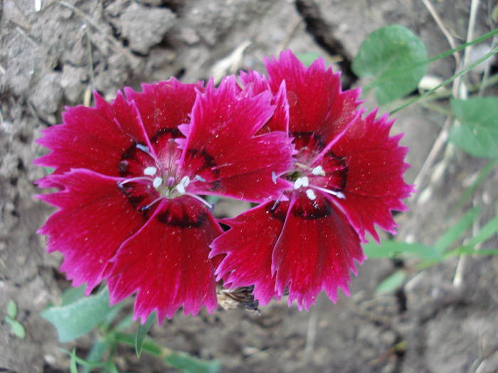 Dianthus chinensis (2009, July 10) - Dianthus Chinensis